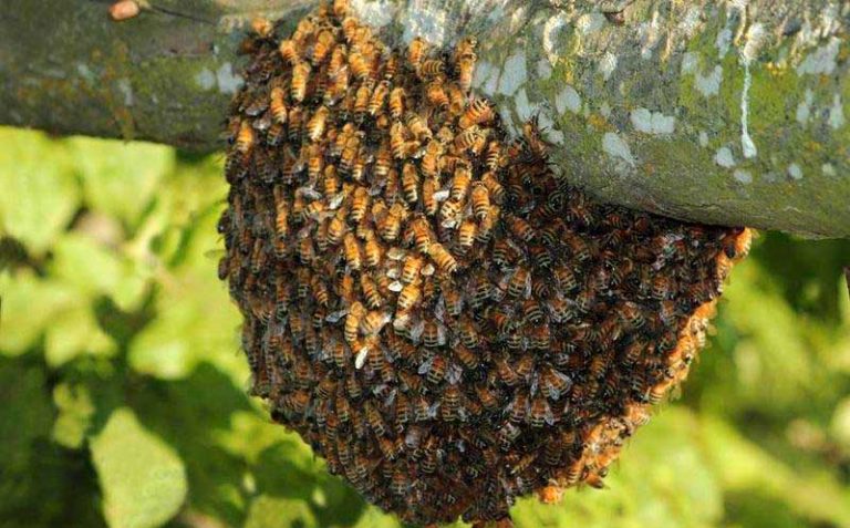 Inifap Crea Tecnología Para Evitar Migración De Abejas 4961