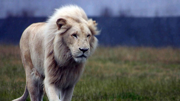 Después de 19 años redescubren león que creían extinto • Teorema Ambiental