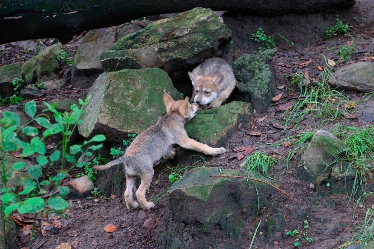 Cinco de los 6 cachorros de lobo nacidos en Chapultepec, son hembras