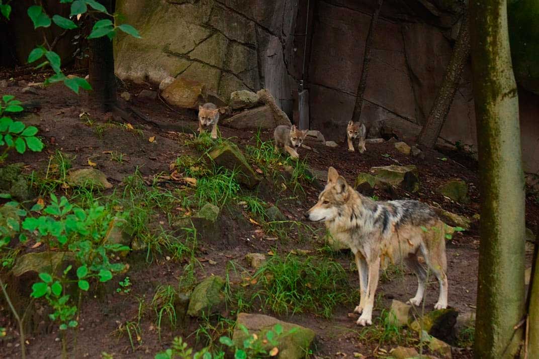 Mitos sobre lobo mexicano, principal causa de su riesgo de extinción